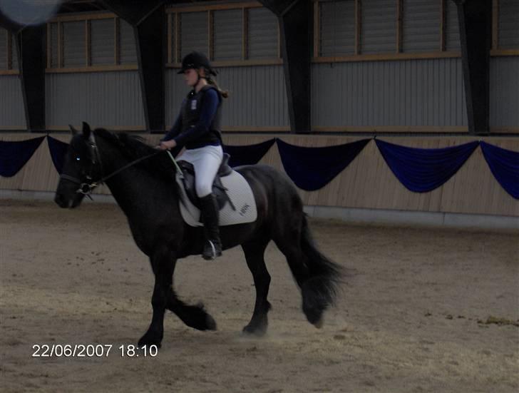 Fell pony Falco  (Gamle part) - Er han ikke bare dejliig! billede 5