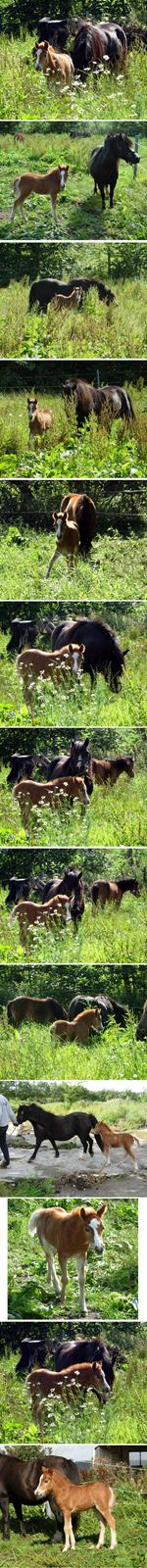 Welsh Mountain (sec A) BG's Bellis - solgt - 22. august: Collage med Bellis og Daisy. billede 5