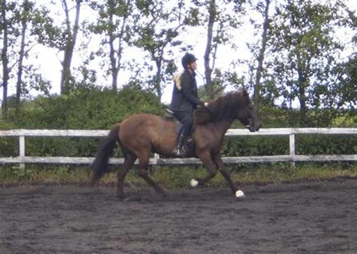 Islænder Freyja fra Sjørslev - Galop billede 17