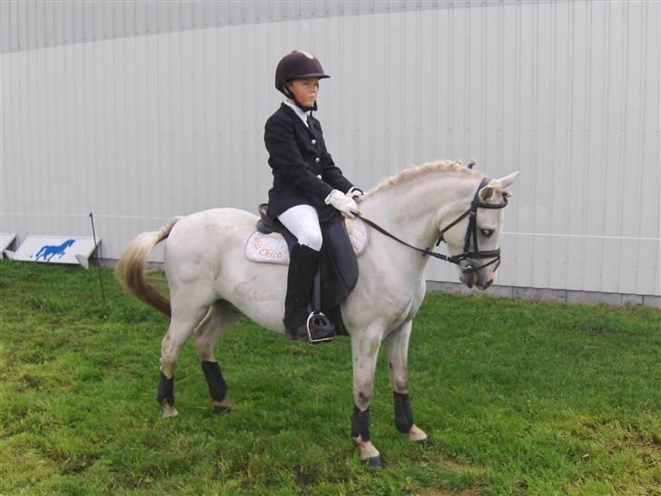 Welsh Pony af Cob-type (sec C) Fakla Chico  - Marcus og Chico til udviddet klubstævne billede 2