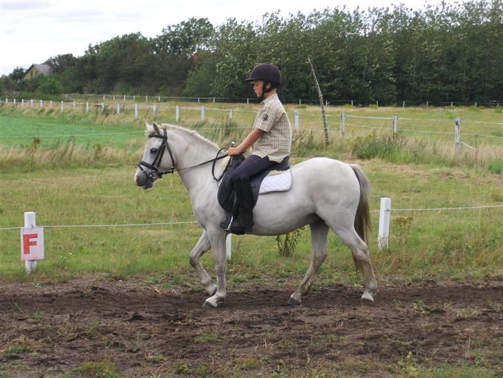 Welsh Pony af Cob-type (sec C) Fakla Chico  - Chico og Marcus august 2007 billede 3