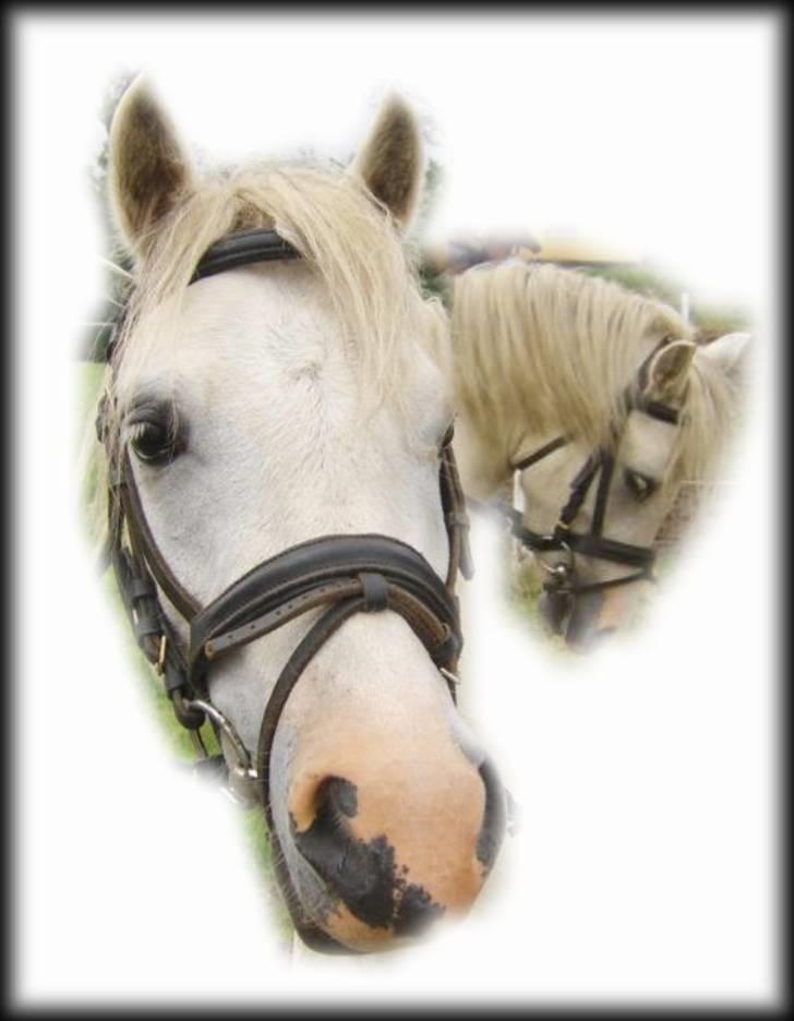 Welsh Pony af Cob-type (sec C) Fakla Chico  - Den altid glade og imødekommende Chico billede 4