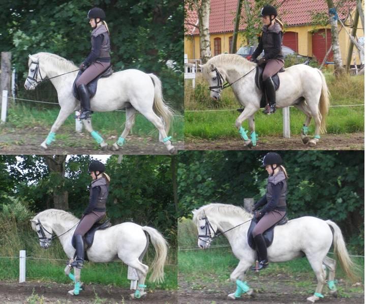 Welsh Pony af Cob-type (sec C) Fakla Chico  - Dressur 2008.07.22 billede 5