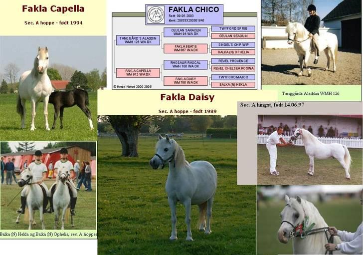 Welsh Pony af Cob-type (sec C) Fakla Chico  - Chicos afstamning billede 6