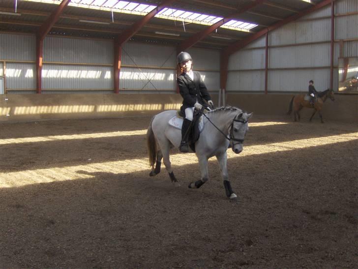 Welsh Pony af Cob-type (sec C) Fakla Chico  - Marcus rider dressur i rideklubben billede 7