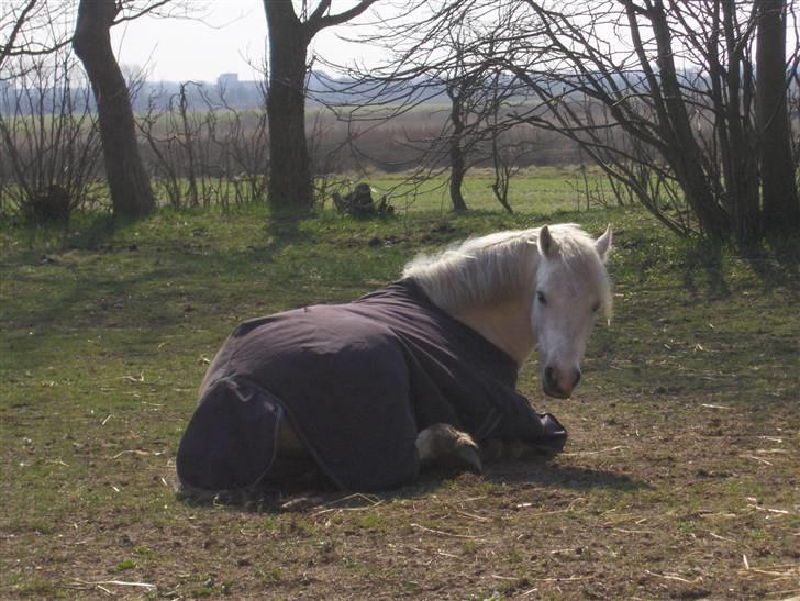 Welsh Pony af Cob-type (sec C) Fakla Chico  - Middagslur billede 8