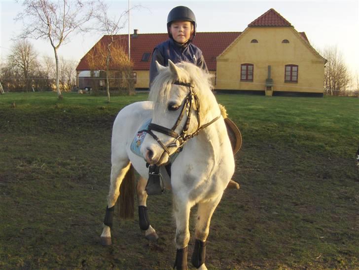 Welsh Pony af Cob-type (sec C) Fakla Chico  - Marcus og Chico hjemme på gården billede 9