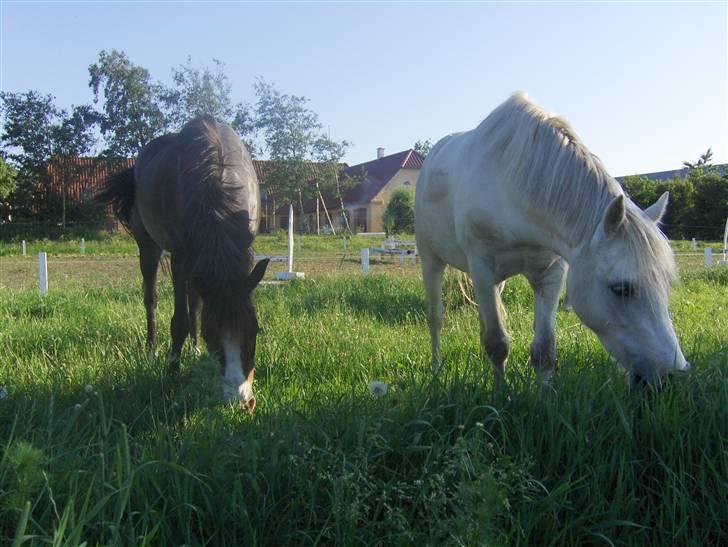 Welsh Pony af Cob-type (sec C) Fakla Chico  - Chico og Sprite i marken billede 10