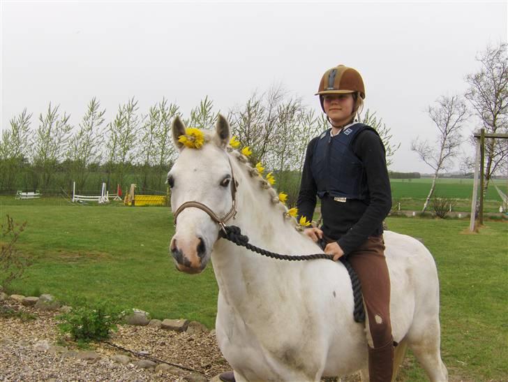 Welsh Pony af Cob-type (sec C) Fakla Chico  - Sabrina og Chico 2008.04.20 billede 12