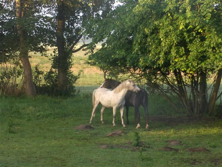 Welsh Pony af Cob-type (sec C) Fakla Chico  - Chico og Sprite på en varm sommerdag billede 13