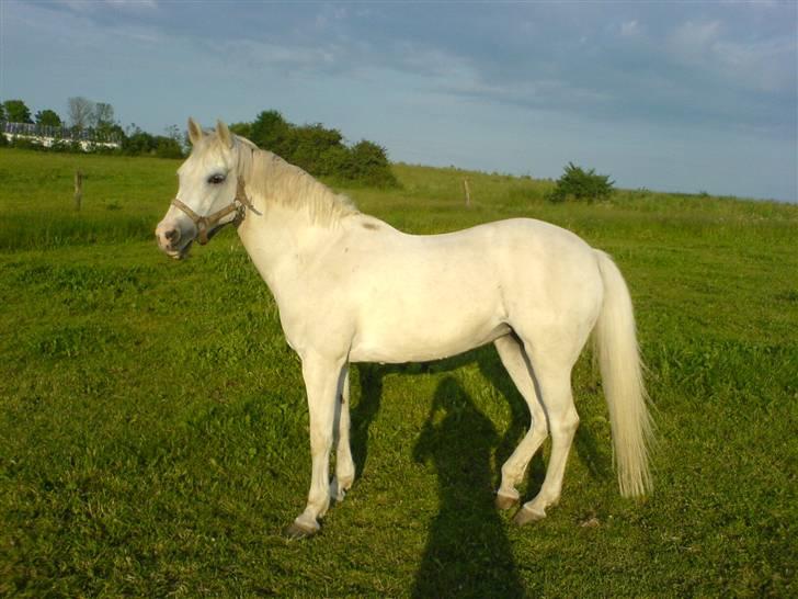 Welsh Pony af Cob-type (sec C) Melissa of gade  - melissa billede 3