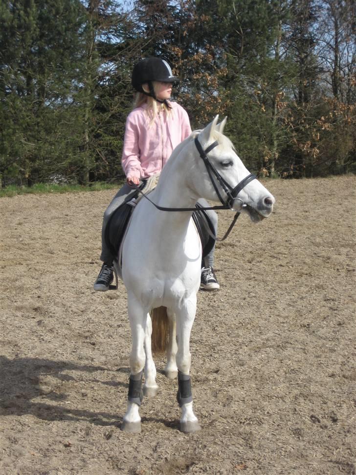 Welsh Pony af Cob-type (sec C) Melissa of gade  - NYT* familien på besøg. Laura får lige tur på Melissa:)  billede 4