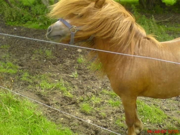 Shetlænder Buller - aflivet billede 1