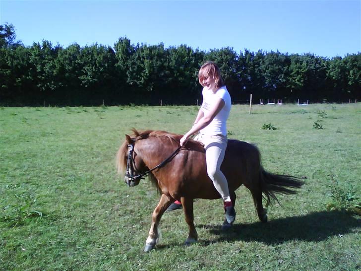 Shetlænder Buller - aflivet - maj 08 Ved jeg er for stor. meen. så længe det ik er for tit det sker jeg sætter mig op går det nok. er en lille pige på ca 52 kg billede 2