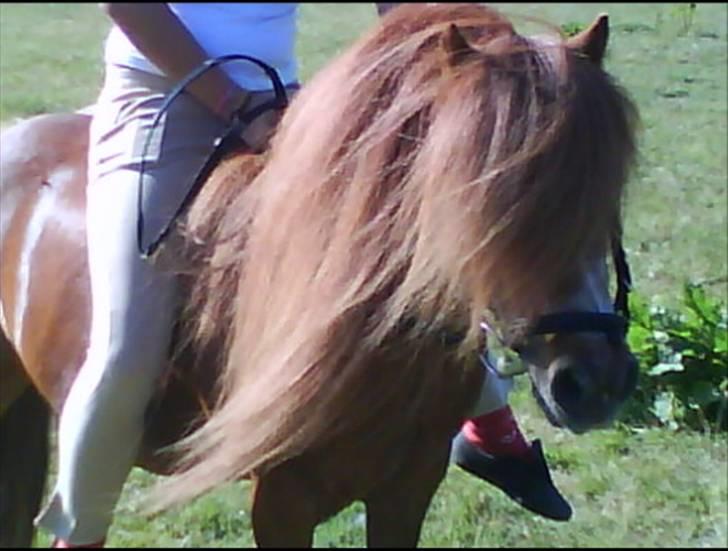 Shetlænder Buller - aflivet - maj 08 Der har jeg målt hans man. hans man er ca 70 cm lang =) billede 3