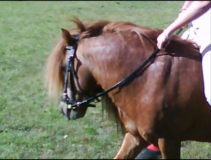 Shetlænder Buller - aflivet - maj 08 billede 4