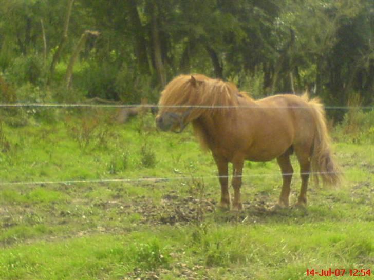 Shetlænder Buller - aflivet billede 5