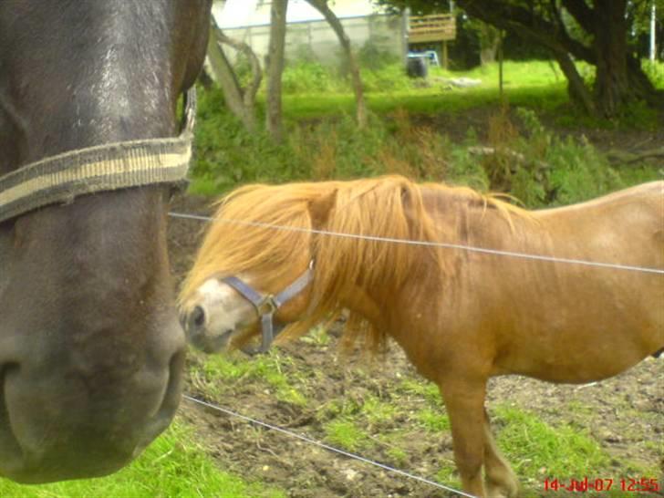 Shetlænder Buller - aflivet billede 6