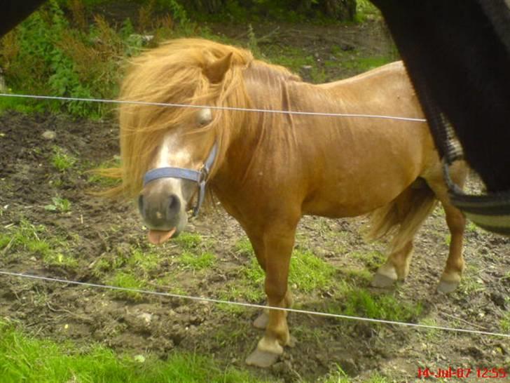 Shetlænder Buller - aflivet billede 7
