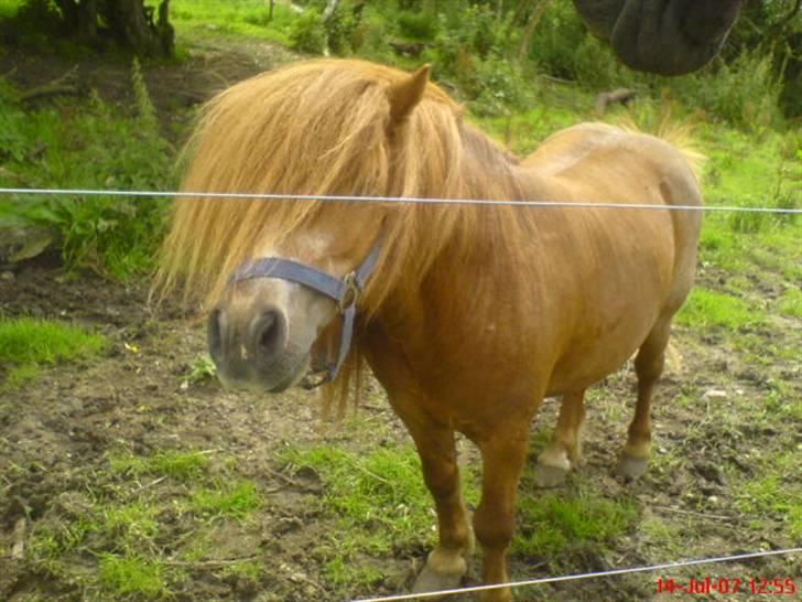 Shetlænder Buller - aflivet billede 8