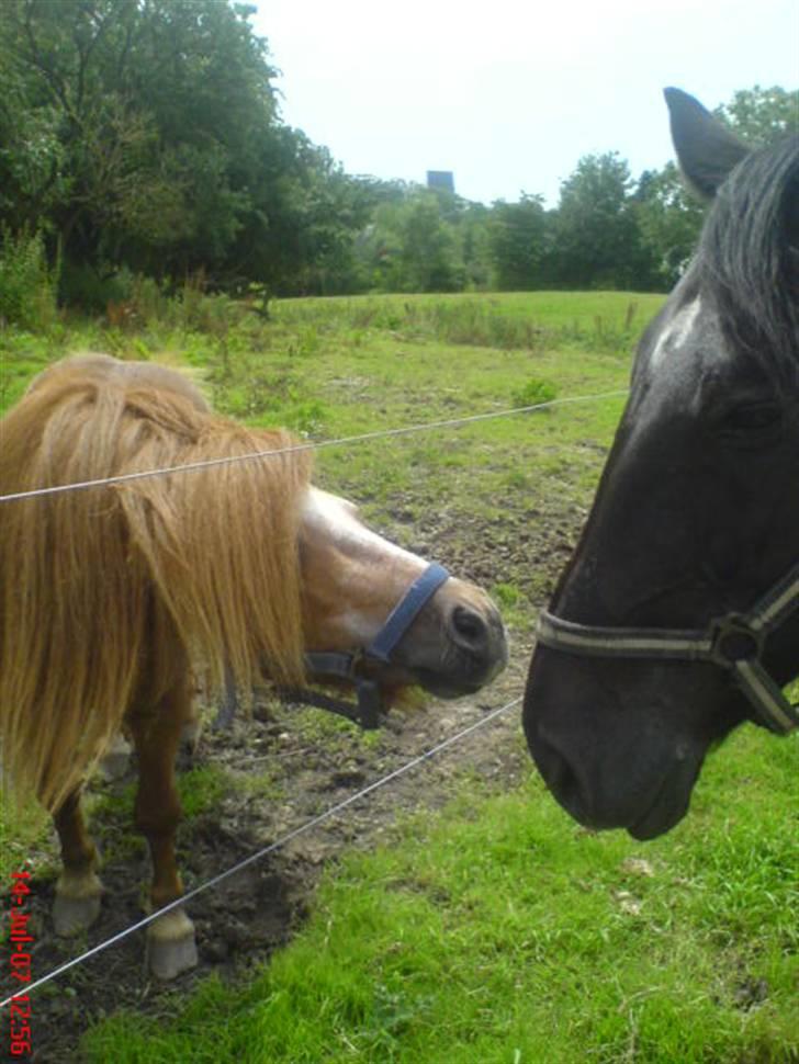 Shetlænder Buller - aflivet billede 9