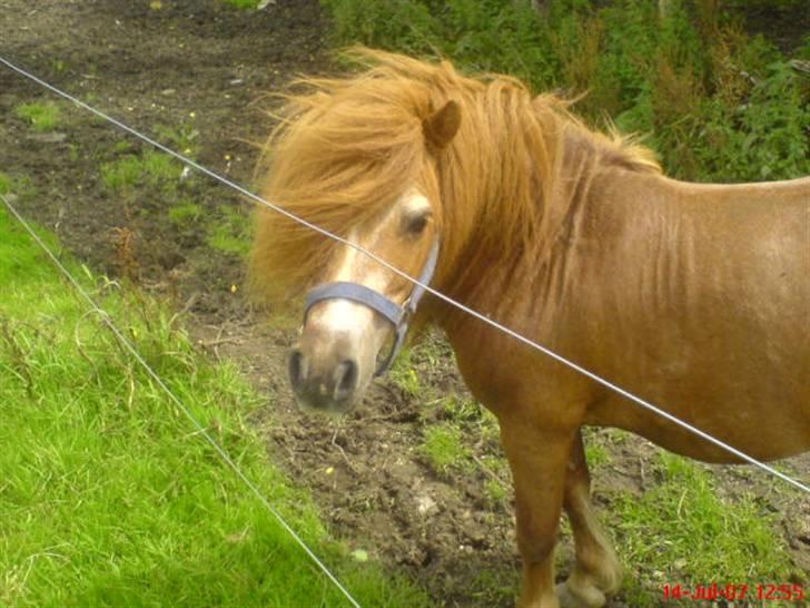 Shetlænder Buller - aflivet billede 10