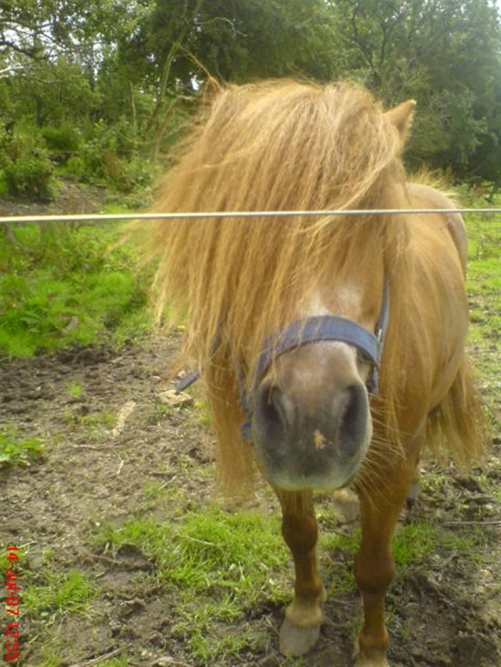 Shetlænder Buller - aflivet billede 11