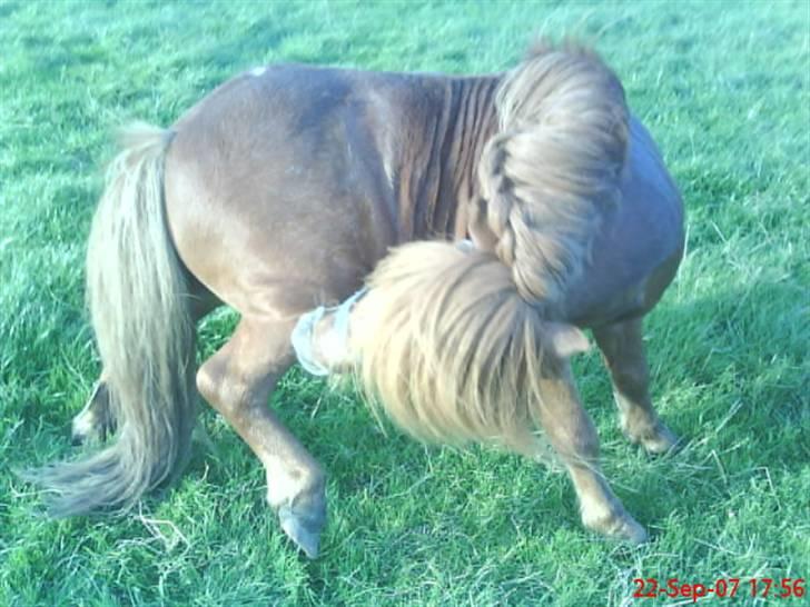 Shetlænder Buller - aflivet billede 12