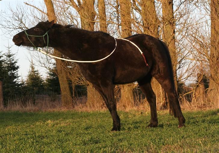 New Forest Sherif - Himmelhest billede 3