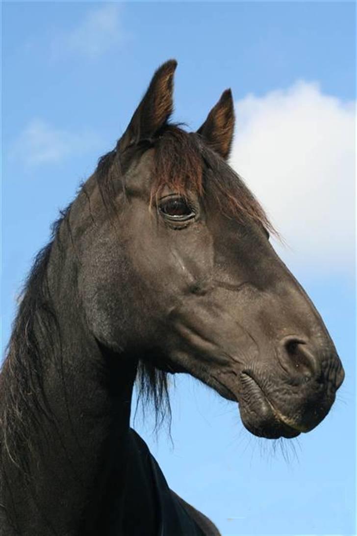 New Forest Sherif - Himmelhest - <3 billede 4