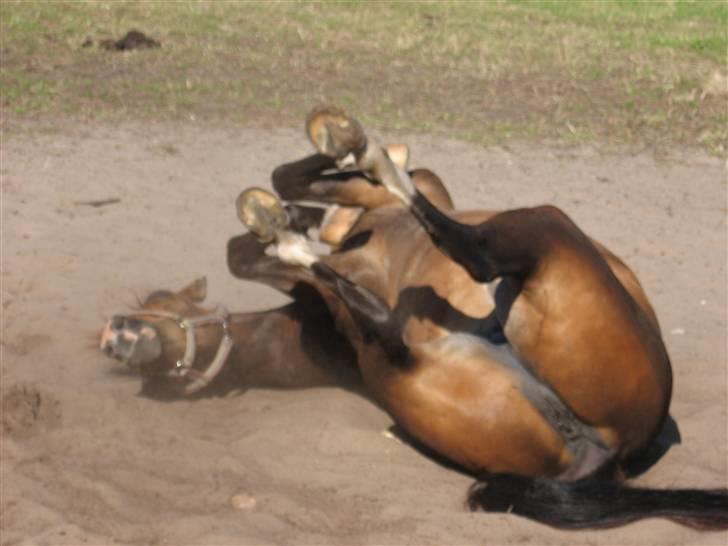 New Forest Tic-Tacs(solgt) - & nu ruller hun sig.. ;) billede 13