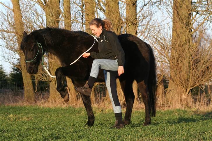 New Forest Sherif - Himmelhest - Begyndende spanske skridt billede 5