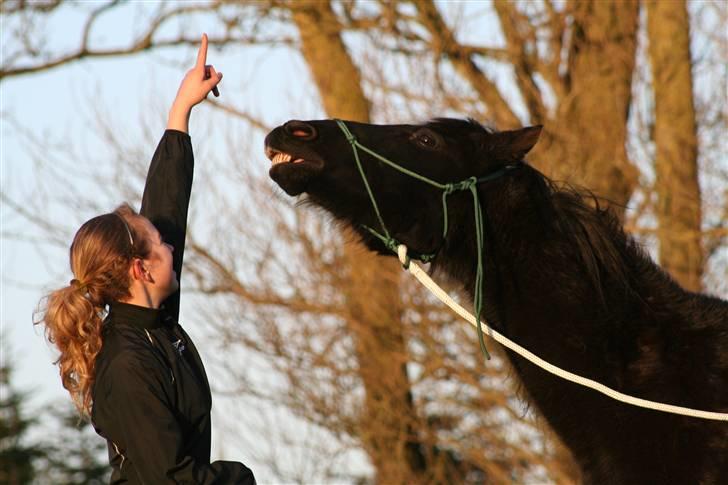 New Forest Sherif - Himmelhest - Smil du på! billede 6