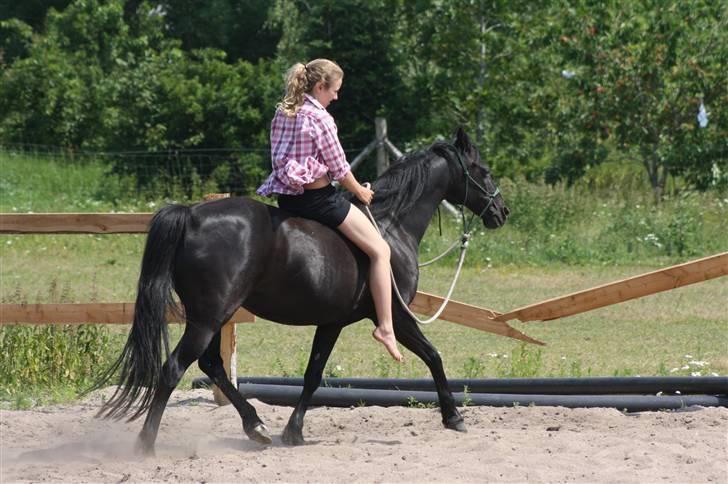 New Forest Sherif - Himmelhest billede 7