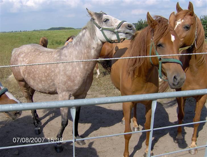 Arabisk fuldblod (OX) Cezanne OX  Solgt - hehe Cezanne<3 billede 5