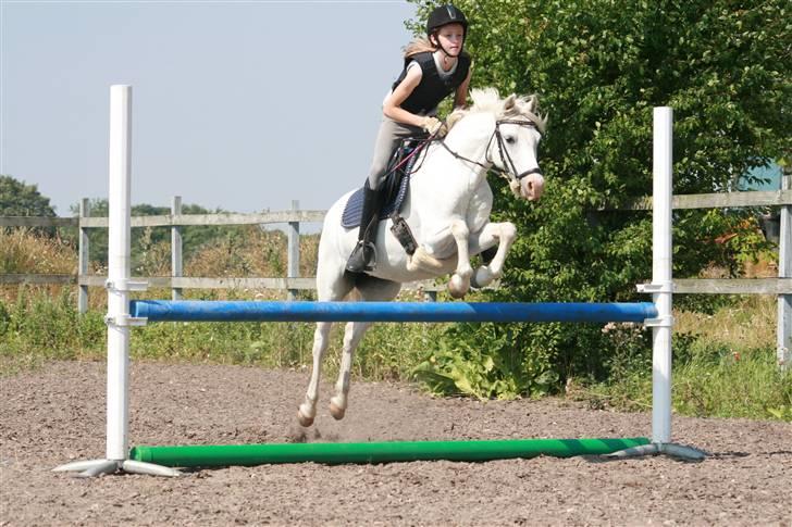 Welsh Pony (sec B) Lyngvejens Chanti - Billede nr. 3 Super spring billede 3