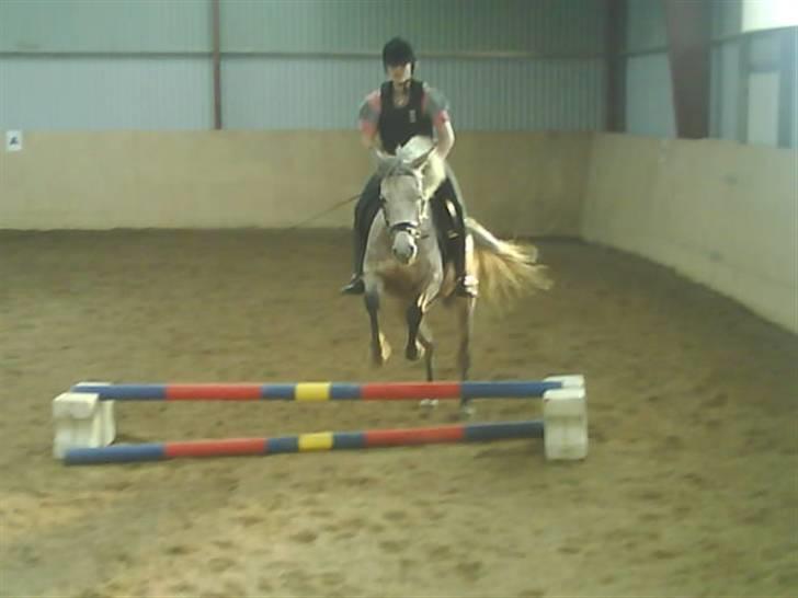 Arabisk fuldblod (OX) Cezanne OX  Solgt - 3. gang Cezanne springer med rytter ;D  - d. 08.03.08 billede 6