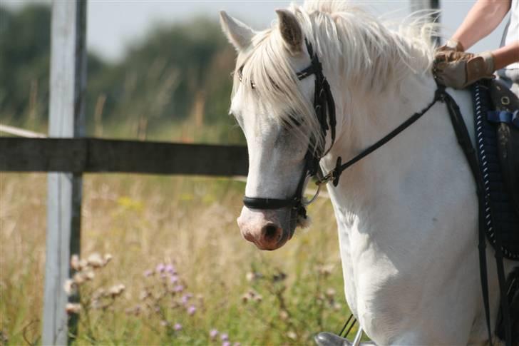 Welsh Pony (sec B) Lyngvejens Chanti - Billede nr. 5 Chanti!!!!!!!!!!!!!!!!!!!!!!!!!!!!!!!!!!!!!!!!!!!!!!!!! billede 5