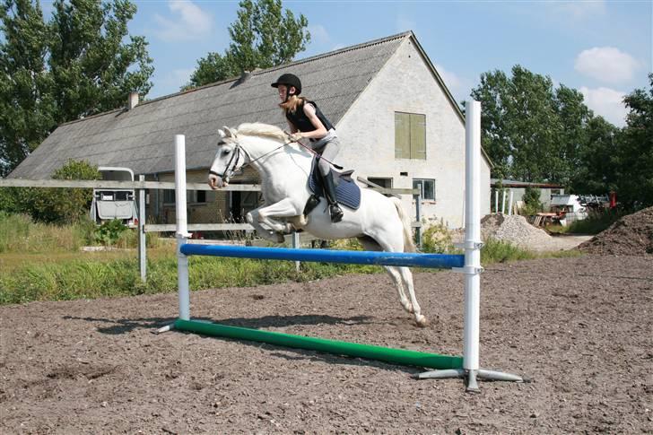 Welsh Pony (sec B) Lyngvejens Chanti - Billede nr. 7 Jaaaaa billede 7