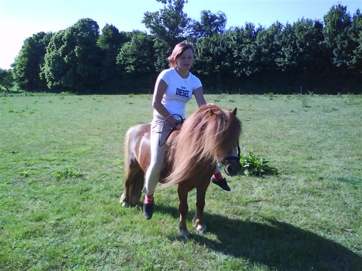 Shetlænder Buller - aflivet - maj 08 billede 13