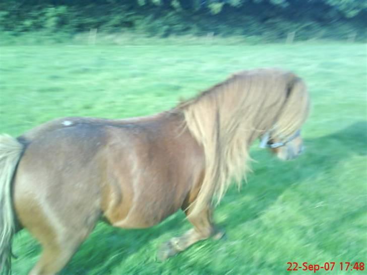 Shetlænder Buller - aflivet billede 14