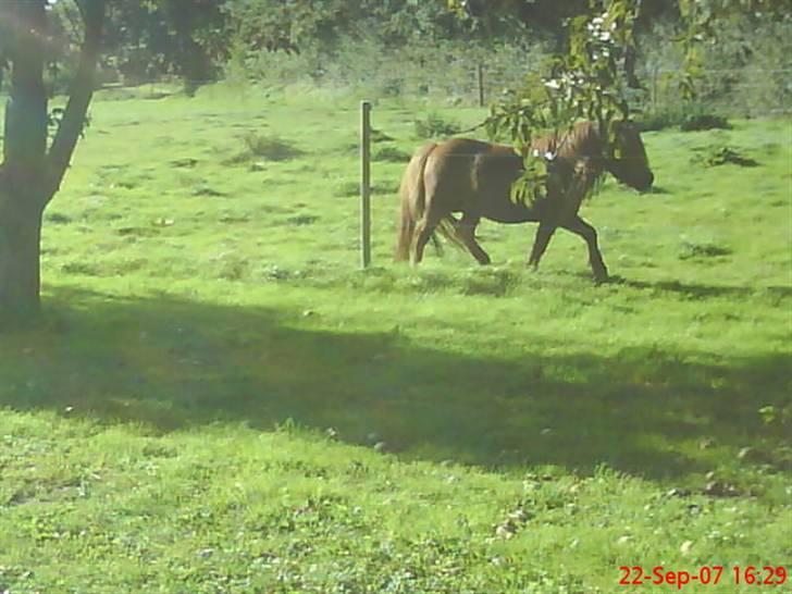 Shetlænder Buller - aflivet billede 15