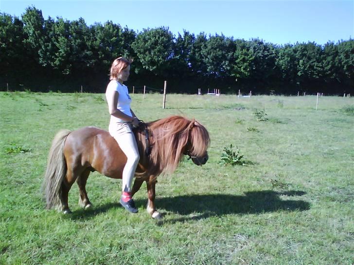 Shetlænder Buller - aflivet - maj 08 billede 16