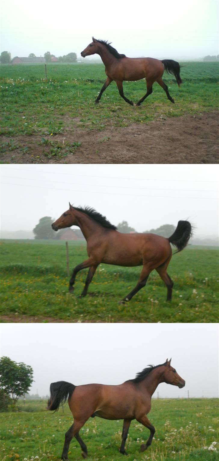 Dansk Varmblod Canto (kanne) (solgt) <3 - canto på farten. billede 18