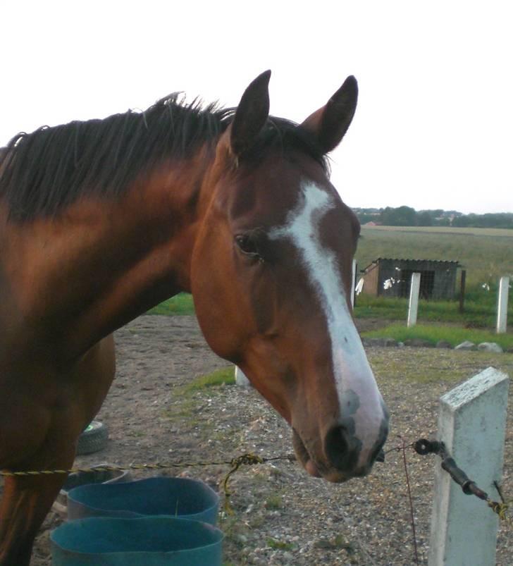 Dansk Varmblod Canto (kanne) (solgt) <3 - han er så dejlige.. billede 19