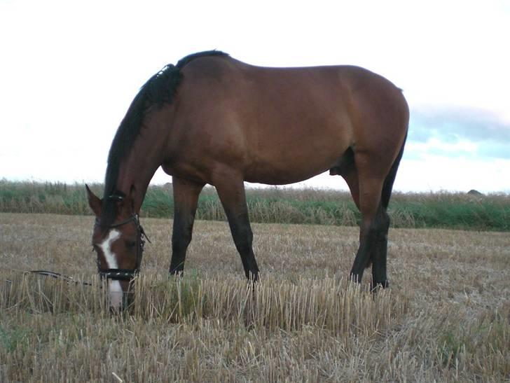 Dansk Varmblod Canto (kanne) (solgt) <3 - canto på hans fødeslesdag. billede 20