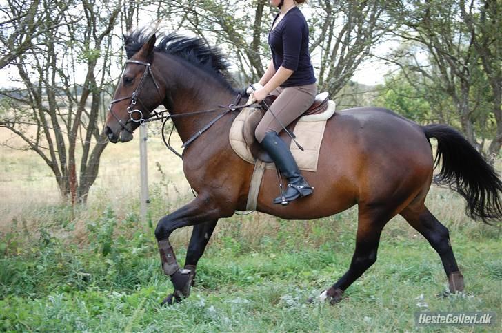 Anden særlig race Amazing Star - . billede 1