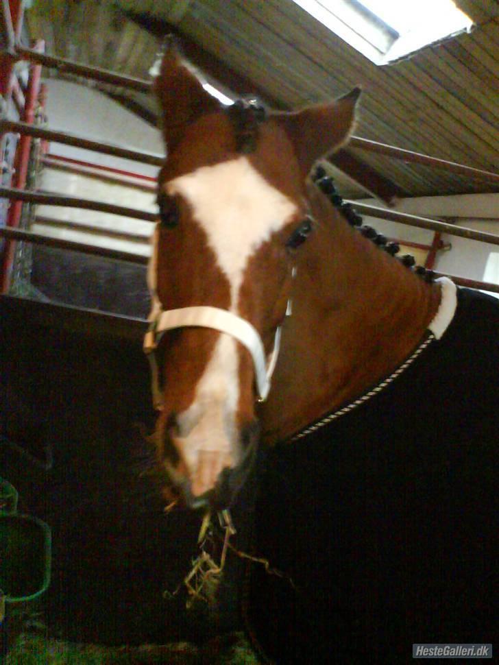 Anden særlig race Prins Ali *RIP* - Kuuk Kuuuk ? ali hvor er du henne :P billede 9