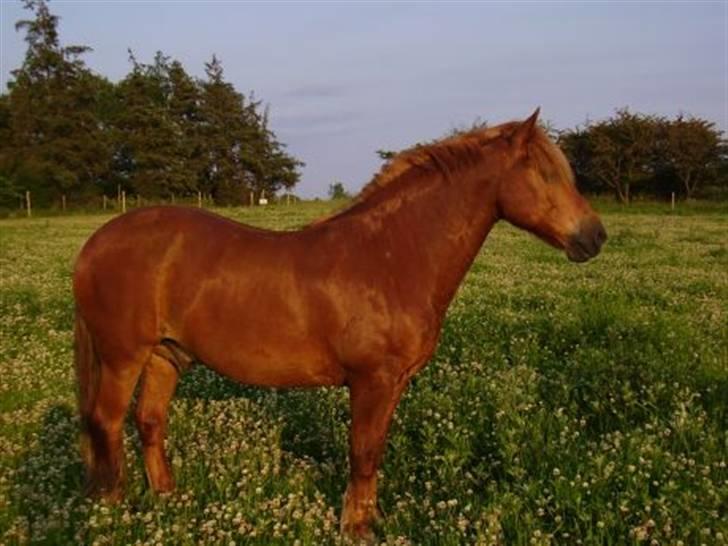 Bashkir Curly Højregaardens Teddi - Teddi miin  billede 7