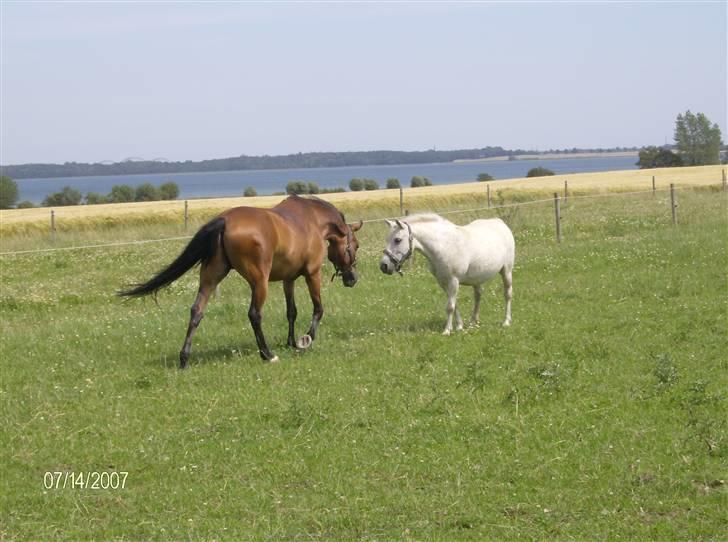 Tysk Sportspony Benjamin †100697-070808† - Da han blev lukket ud på folden til de andre, to dage efter hans ankomst xD  Se lige den hals xD Rauw Rauw billede 8